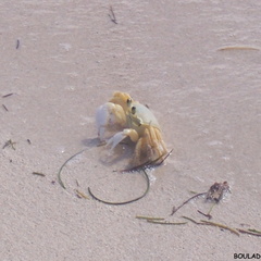 Ocypode quadrata (crabe fantôme)..