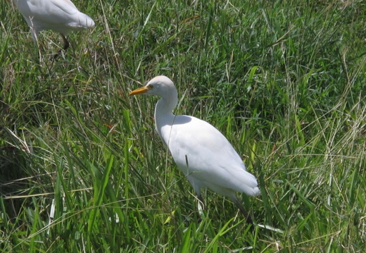 Bubulcus ibis (héron garde-boeufs).