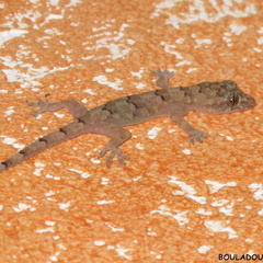 Hemidactylus mabouia.