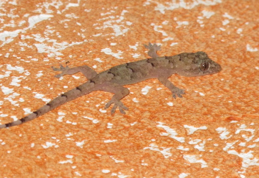 Hemidactylus mabouia.
