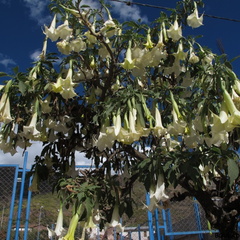 Brugmansia (Datura) arborea (trompette du jugement dernier)..