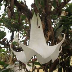 Brugmansia (Datura) arborea (trompette du jugement dernier)