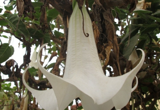 Brugmansia (Datura) arborea (trompette du jugement dernier)