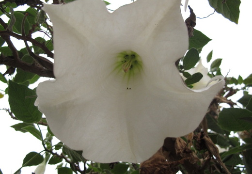 Brugmansia (Datura) arborea (trompette du jugement dernier).