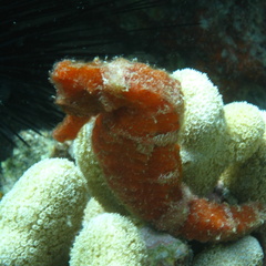 Hippocampus reidi  (cheval de mer).