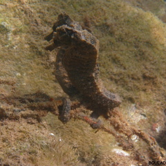 Hippocampus reidi  (cheval de mer).