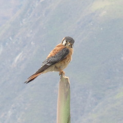 Falco sparverius (crécerelle d amérique).