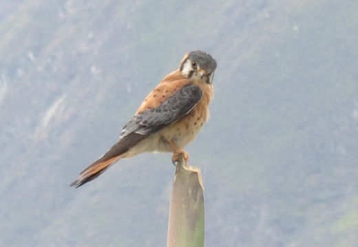 Falco sparverius (crécerelle d amérique).
