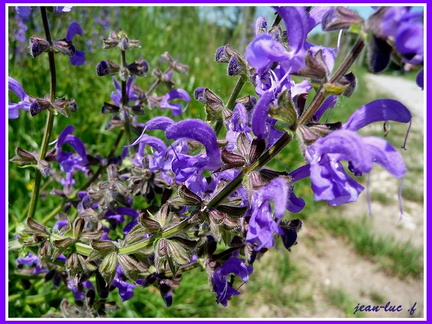 Salvia pratensis (Sauge des prés).