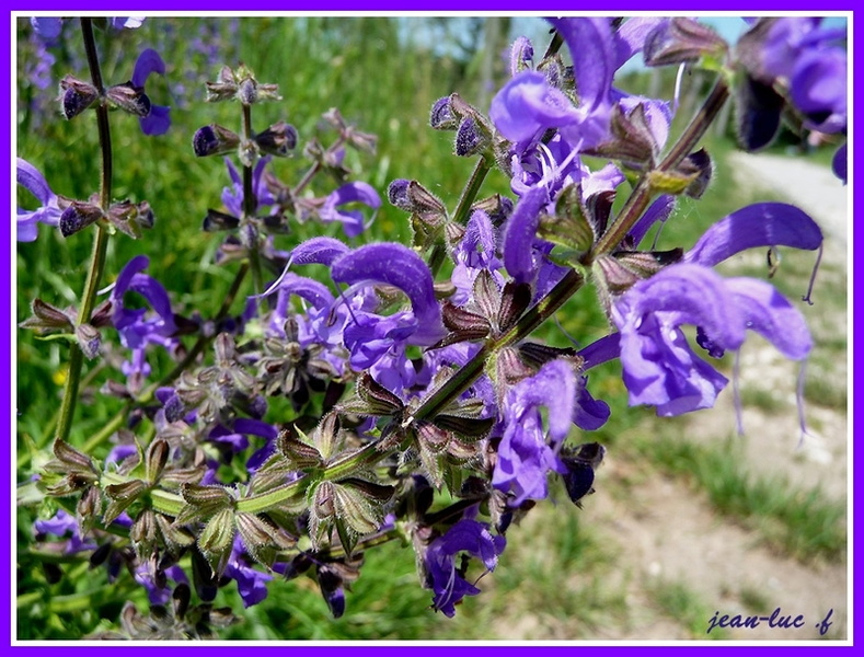 Salvia pratensis (Sauge des prés)..jpg