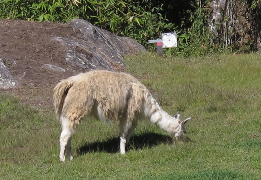 Lamas du Pérou
