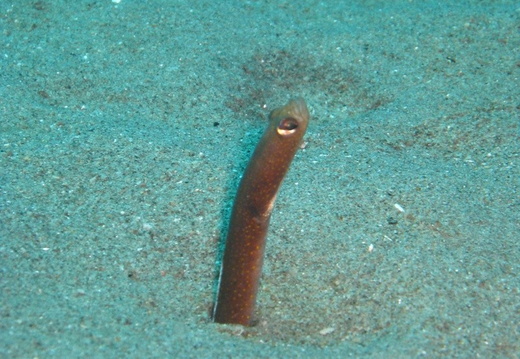 Heteroconger longissimus (halis) (anguille jardinière).