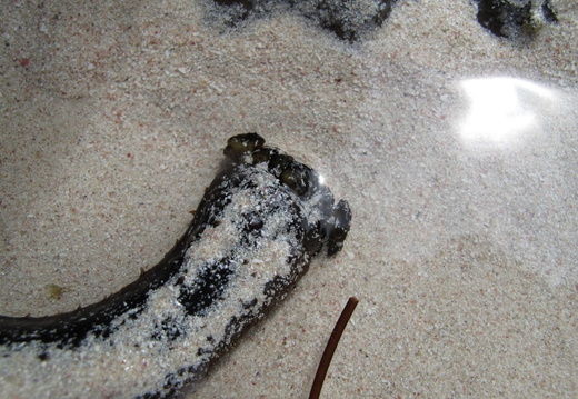 Sclerodactyla briareus (concombre de mer).