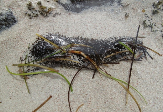 Sclerodactyla briareus (concombre de mer)..