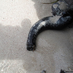 Sclerodactyla briareus (concombre de mer)