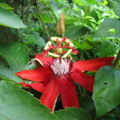 Passiflora coccinea.
