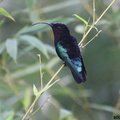 Eulampis jugularis (colibri madère).