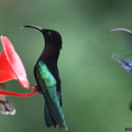 Eulampis jugularis (colibri madère)