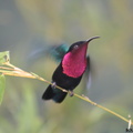 Eulampis jugularis (colibri madère)