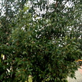 Eucalyptus urnigera
