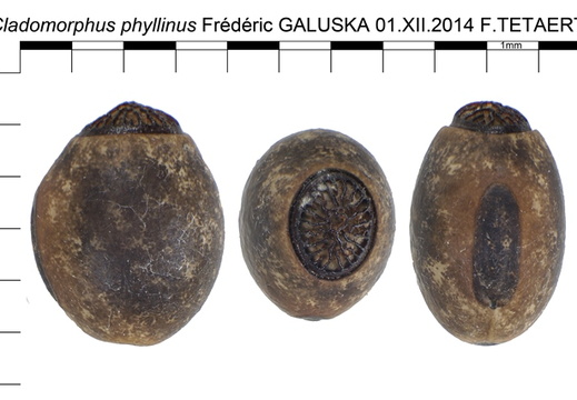 Cladomorphus phyllinus psg 11 / CLP222