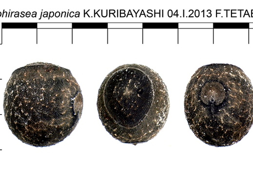 Neohirasea japonica / psg ? CLP396