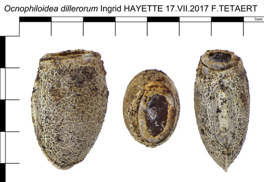 Ocnophiloidea dillerorum psg 289 / CLP208