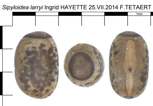 Sipyloidea larryi  psg 163 / CLP115