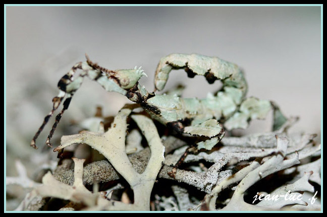 femelle forme lichen.jpg