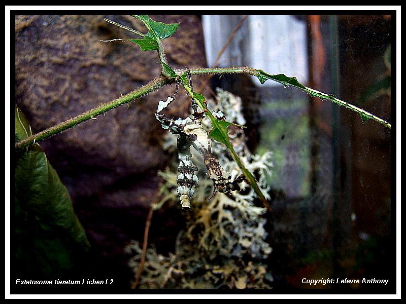 femelle forme lichen 3.jpg