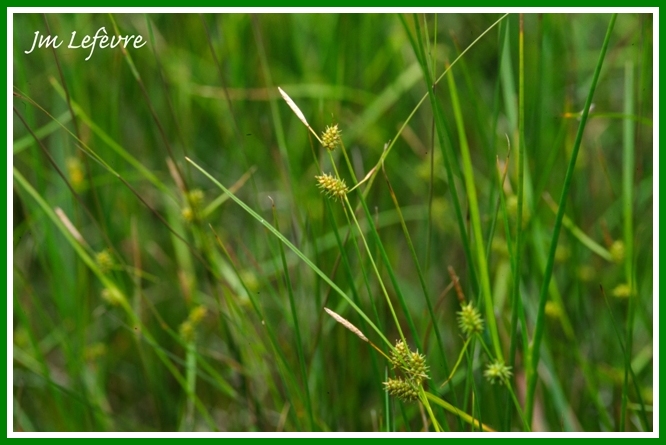 Carex demissa.jpg