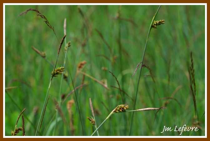 Carex panicea.jpg