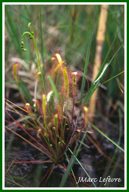 Drosera anglica (Rossolis à longues feuilles) 2