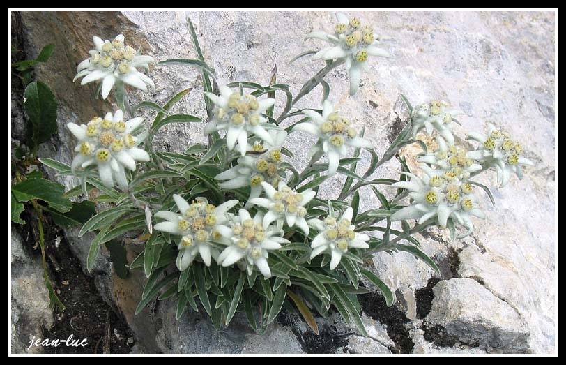 Leontopodium alpinum (l'edelweiss de nos montagnes) 2
