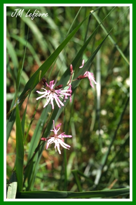 Silene flos-cuculi (Lychnis fleur de coucou)