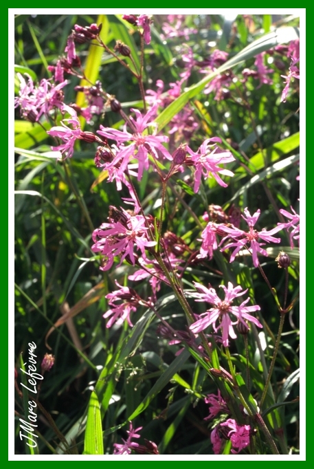 Silene flos-cuculi (Lychnis fleur de coucou) 2