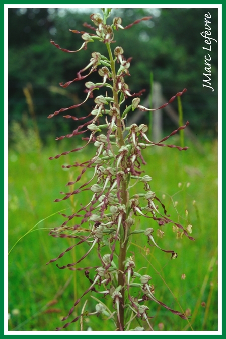 Himantoglossum hircinum (Orchis bouc)