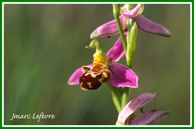 Ophrys apifera (Ophrys abeille) 2.jpg