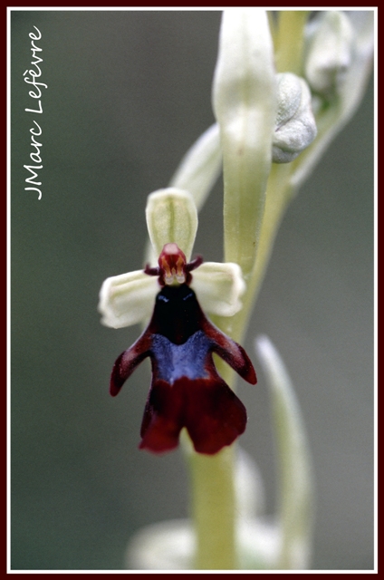 Ophrys insectifera (L'Ophrys mouche) 5