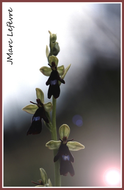 Ophrys insectifera (L'Ophrys mouche) 3