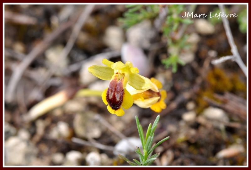 Ophrys lutea (Ophrys jaune) 2.jpg