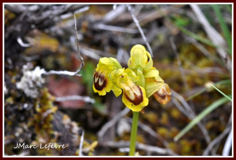 Ophrys lutea (Ophrys jaune)