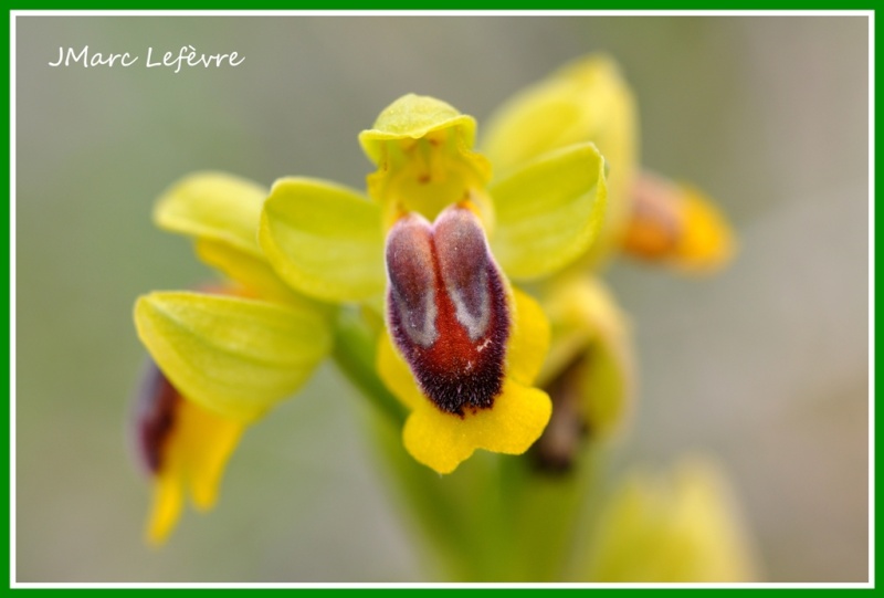 Ophrys lutea (Ophrys jaune) 3.jpg