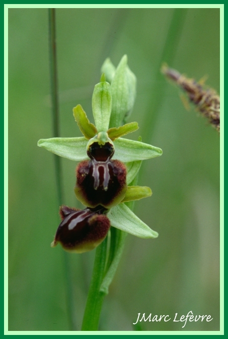 Ophrys sphegodes (Ophrys araignée) 2