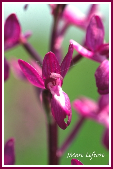 Orchis laxiflora (Orchis à fleurs lâches) 3