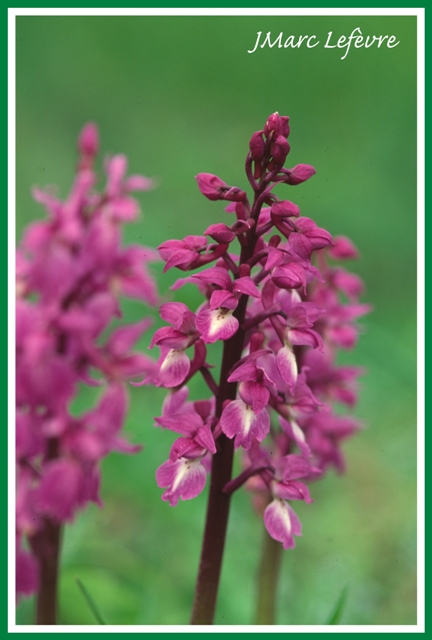 Orchis mascula (Orchis male) 3