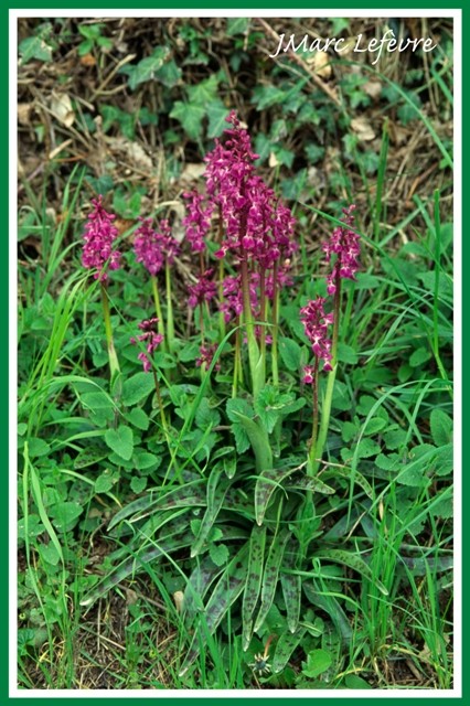 Orchis mascula (Orchis male) 2