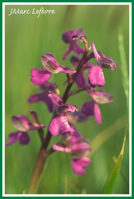 Orchis morio (Orchis bouffon) 2
