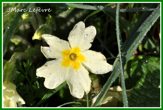 Primula vulgaris (Primevère commune) 3.jpg