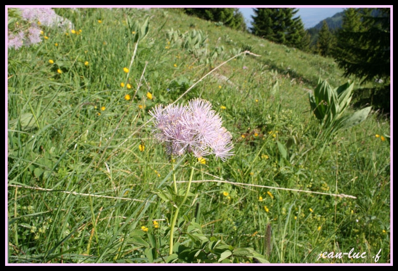 Thalictrum aquilegifolium fleur de montagne).jpg